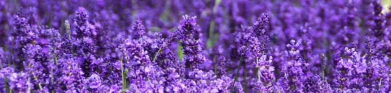 Rozkvetlé pole lavanduly na pozadí zelené trávy.