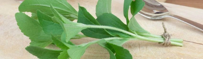 Stevia plant bundle