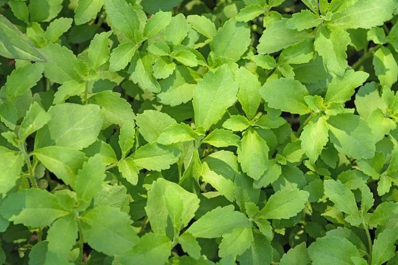 Zelené listy rostliny Stevie v zahradě
