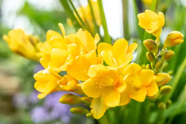 Yellow freesia flowers in pot