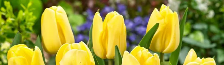 Yellow tulips in garden