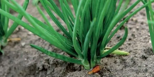 Green onion plant in soil