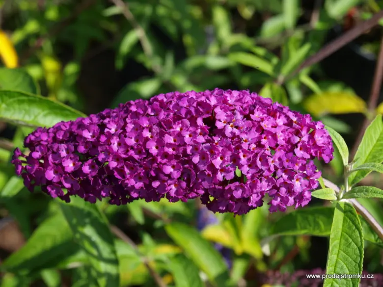 Fialový květ motýlího keře Buddleja v plném slunci.