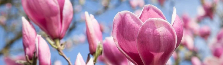 Růžové květy magnolie na modré obloze.