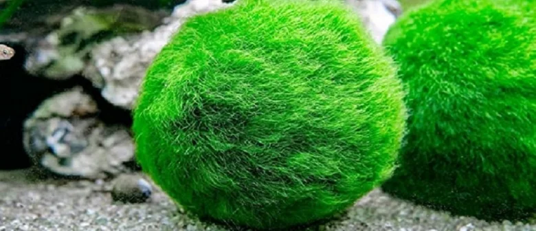 Zelené řasokoule (Marimo) v akváriu na štěrku.