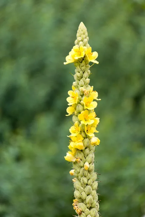 Yellow mullein flower spike