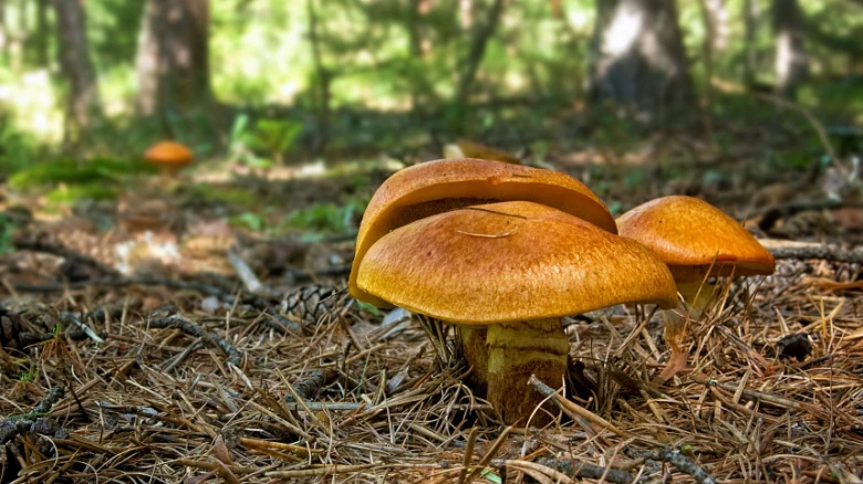 Oranžové houby rostoucí na lesní zemi mezi jehličím.