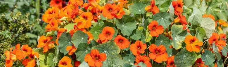 Orange nasturtium flowers and leaves