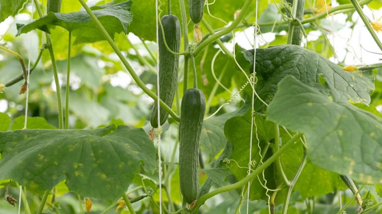 Okurky rostou na vinné lodyze venku mezi listy.