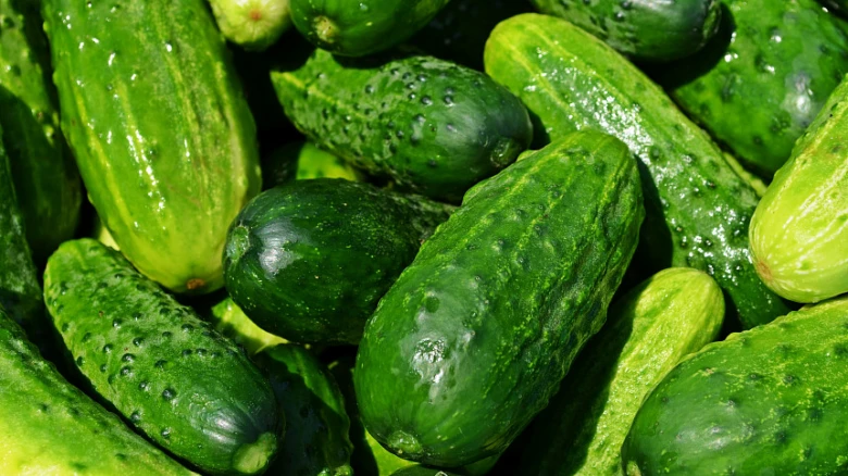 Čerstvé zelené okurky s kapkami vody na povrchu.