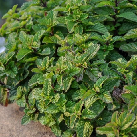 Mint plant close-up
