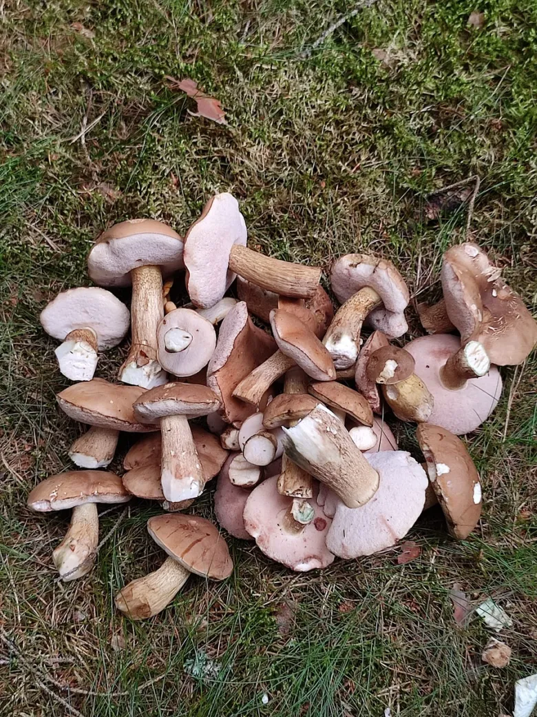 Skládané hřiby žlučníky na zemi v lese.