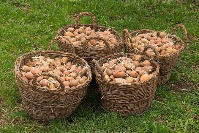 Pět košíků s čerstvě sklizenými bramborami na trávě.