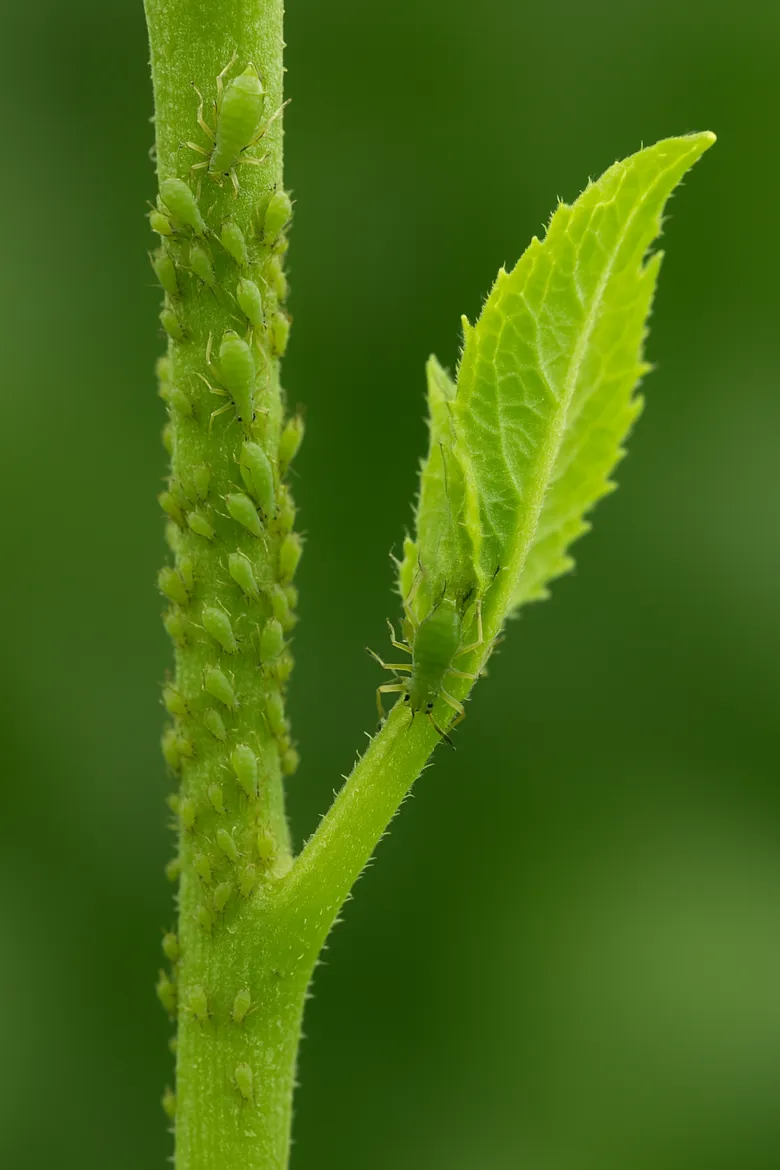 Aphids on plant stem and leaf