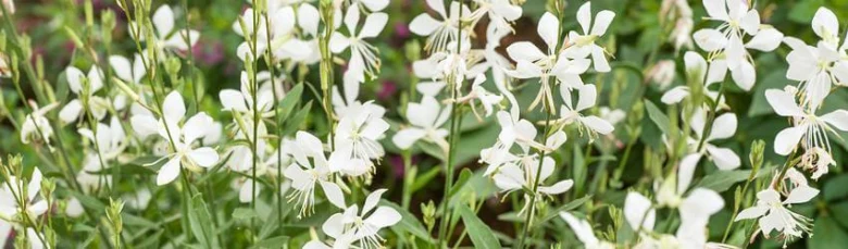 White gaura flowers