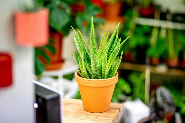 Kaktusová rostlina Aloe vera v oranžovém květináči na dřevěné desce.