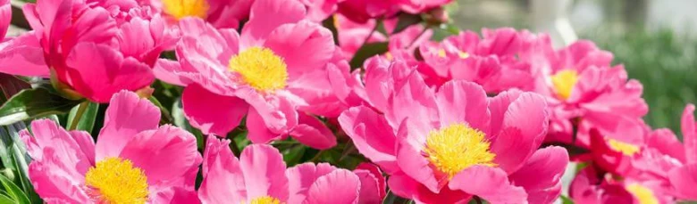 Pink peony flowers with yellow centers