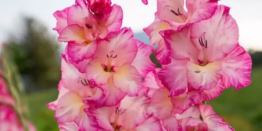 Pink gladiolus flowers