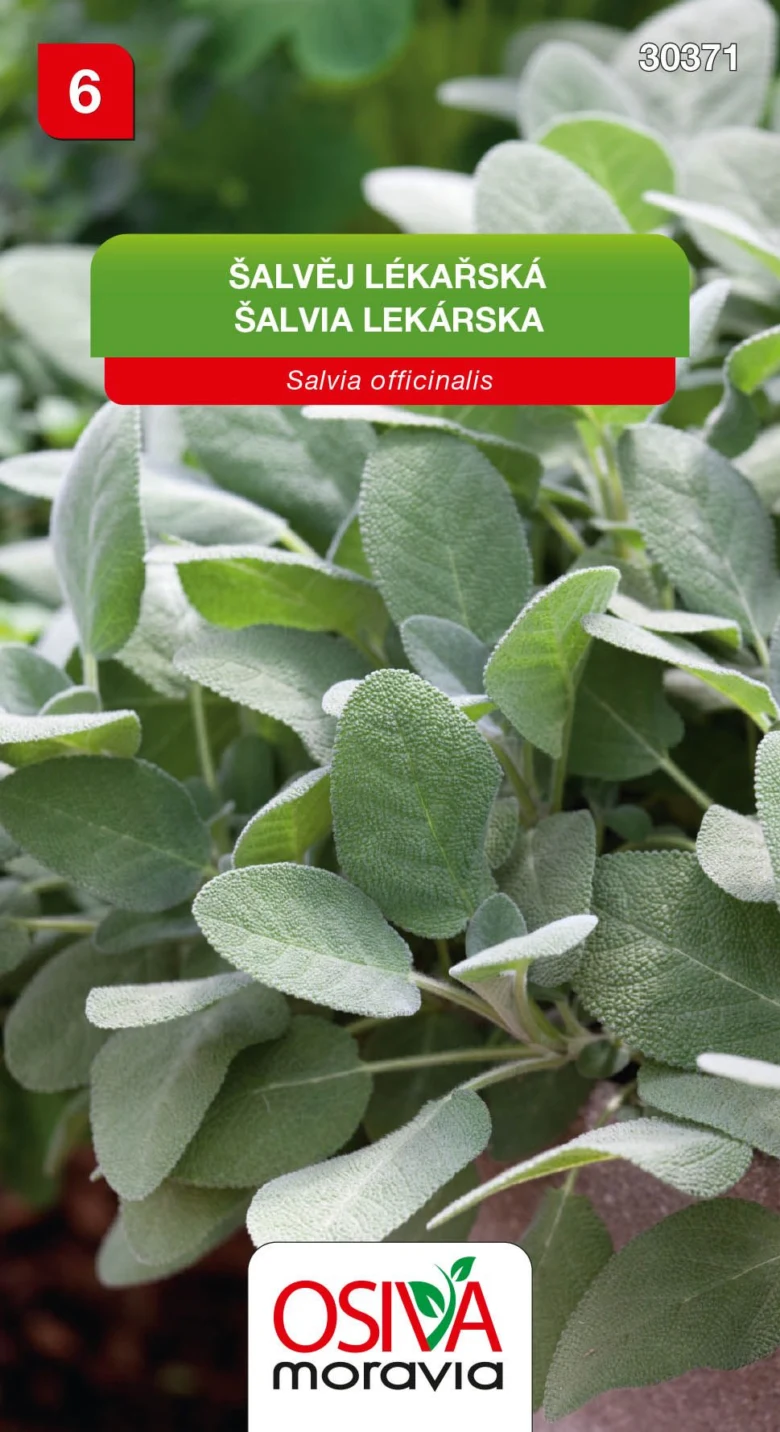 Detailní záběr na listy léčivé šalvěje Salvia officinalis.