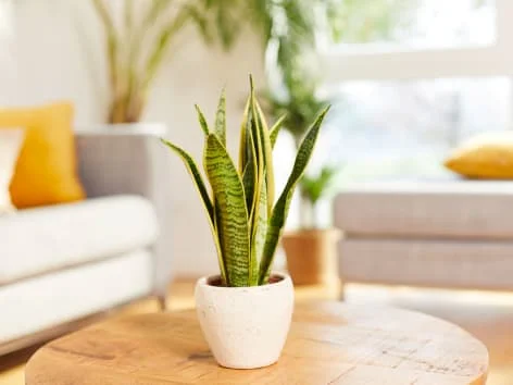 Sansevieria v květináči na stole