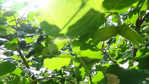 Hazelnut tree with nuts