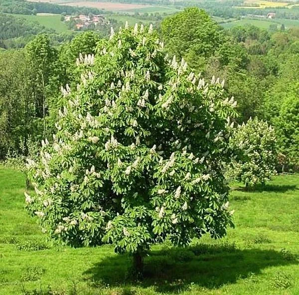 Květený kaštan v zahradě s listím na pozadí zelené krajiny.