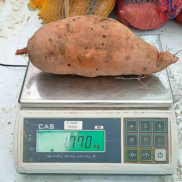 Velký batát na váze s výpisem hmotnosti v kilogramech.