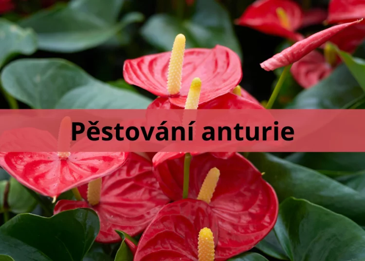 Red anthurium flowers with green leaves