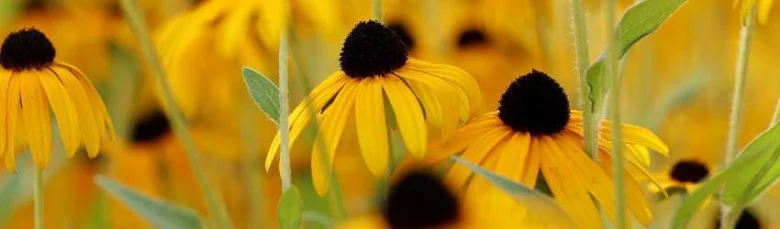 Black-eyed susan flowers