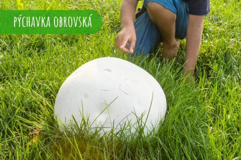 Bílá pýchavka obrovská rostoucí na trávníku.