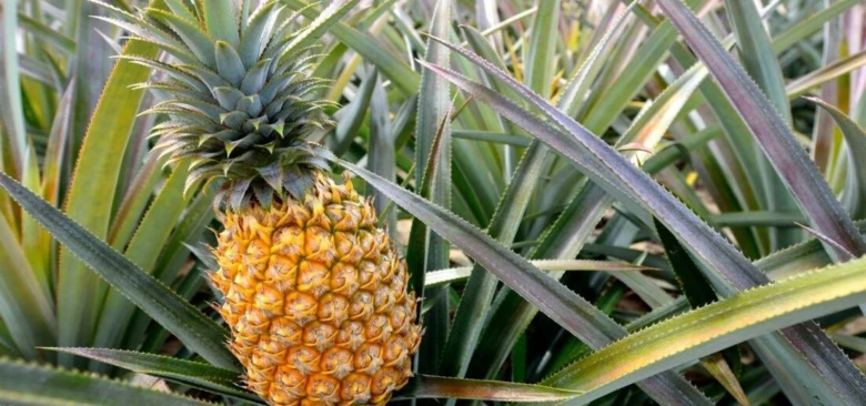 Zralý ananas rostoucí mezi listy rostliny v poli.