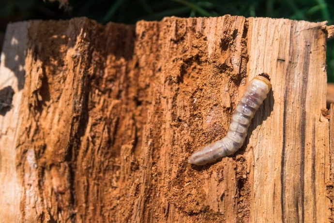 Wood borer larva on wood