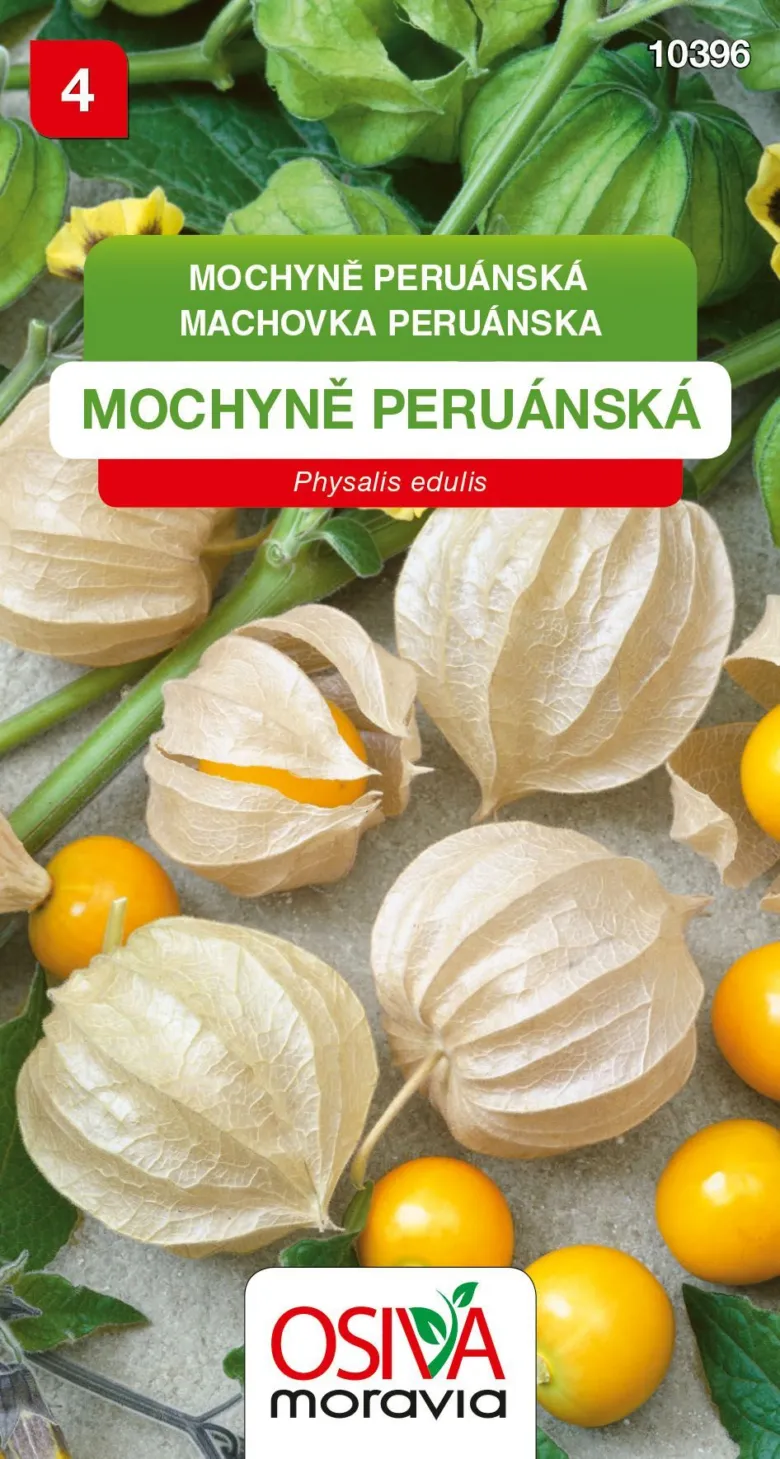 Zralé plody mochyně peruánské v papírových blánách na zemi.