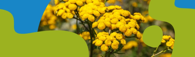 Yellow tansy flowers