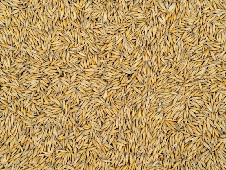 Oat grains with husks