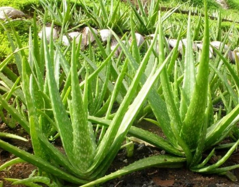 Zelené rostliny aloe vera pěstované v zemi venku.