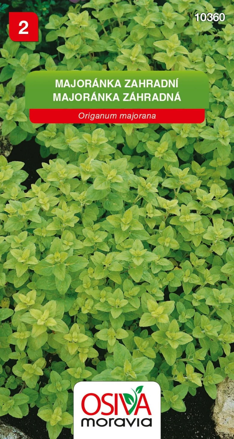 Rostoucí bylinka majoránka v záhonu zahrady