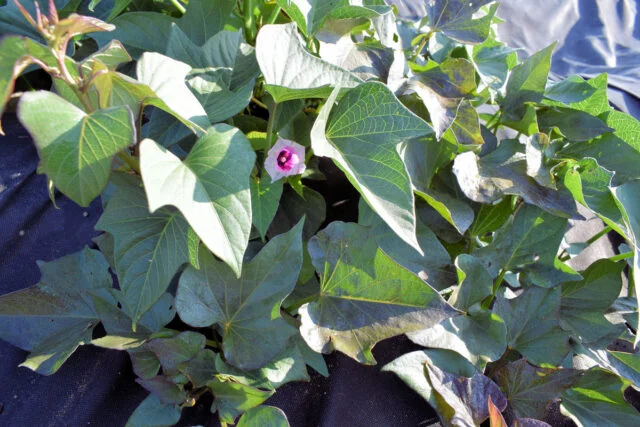 Sweet potato plant with flower