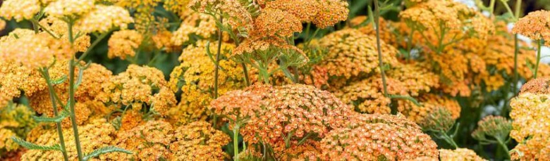 Yarrow flowers in garden