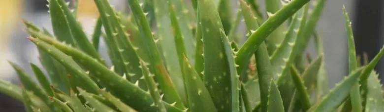 Zelená rostlina aloe vera s trny na okrajích listů.