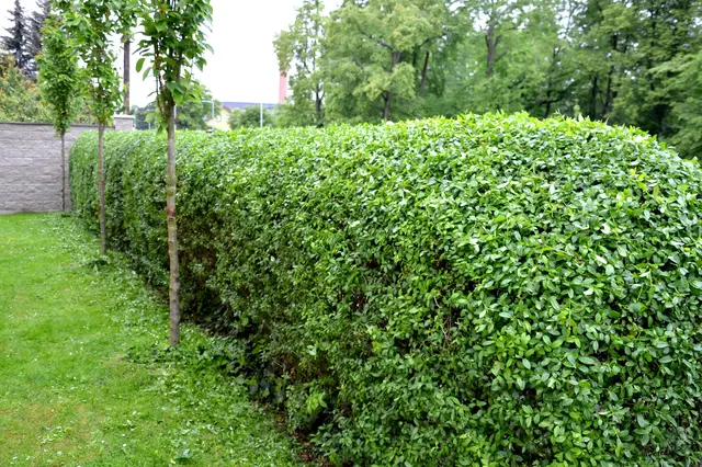 Zelený neopadavý živý plot s mladými stromky na trávníku.