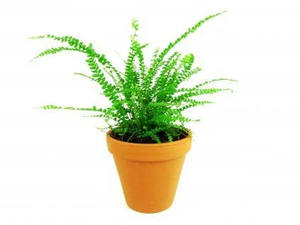 Potted fern plant