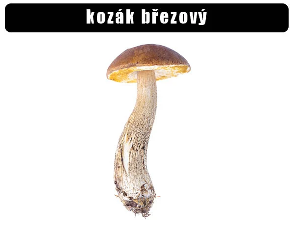 Fotografie kozáka březového, houby s hnědou čepicí.
