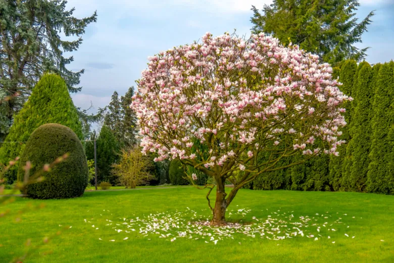 Rostoucí kvetoucí magnolie na trávníku s padajícími lístky.