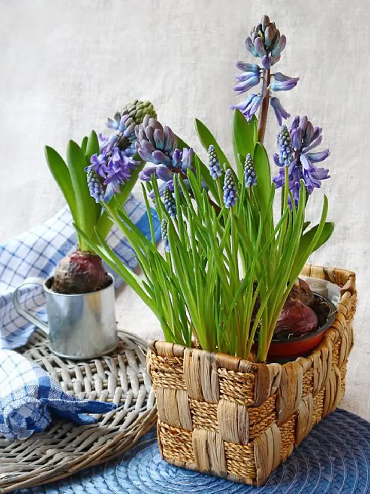 Fialové hyacinty rostoucí v pleteném košíku s hlízami.