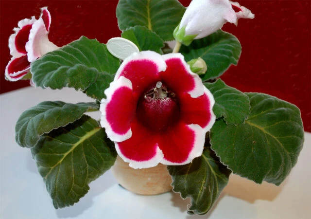 Květinová rostlina Gloxinia s červenobílými květy v hrnci.