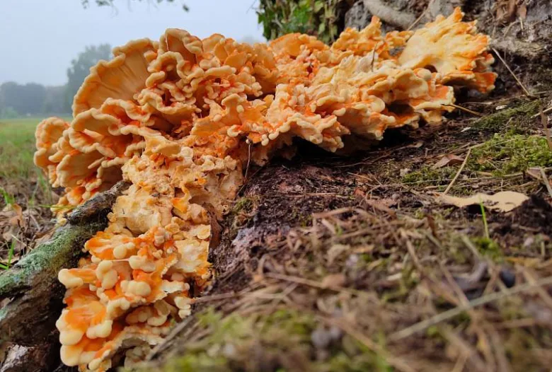 Žlutooranžový sírovec rostoucí na kmeni stromu v přírodě.