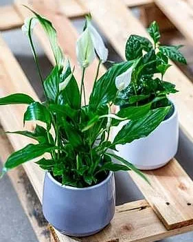 Dvě rostliny spathiphyllum v květináčích na dřevěném paletu.