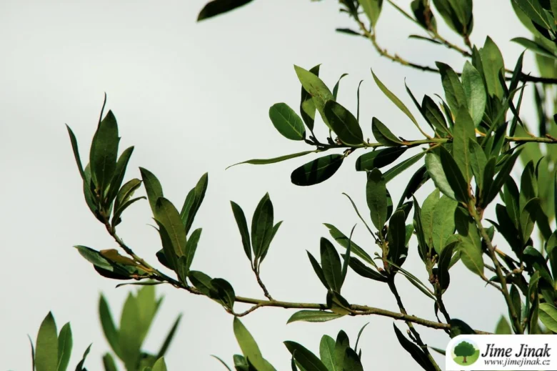 Bay leaves on branches