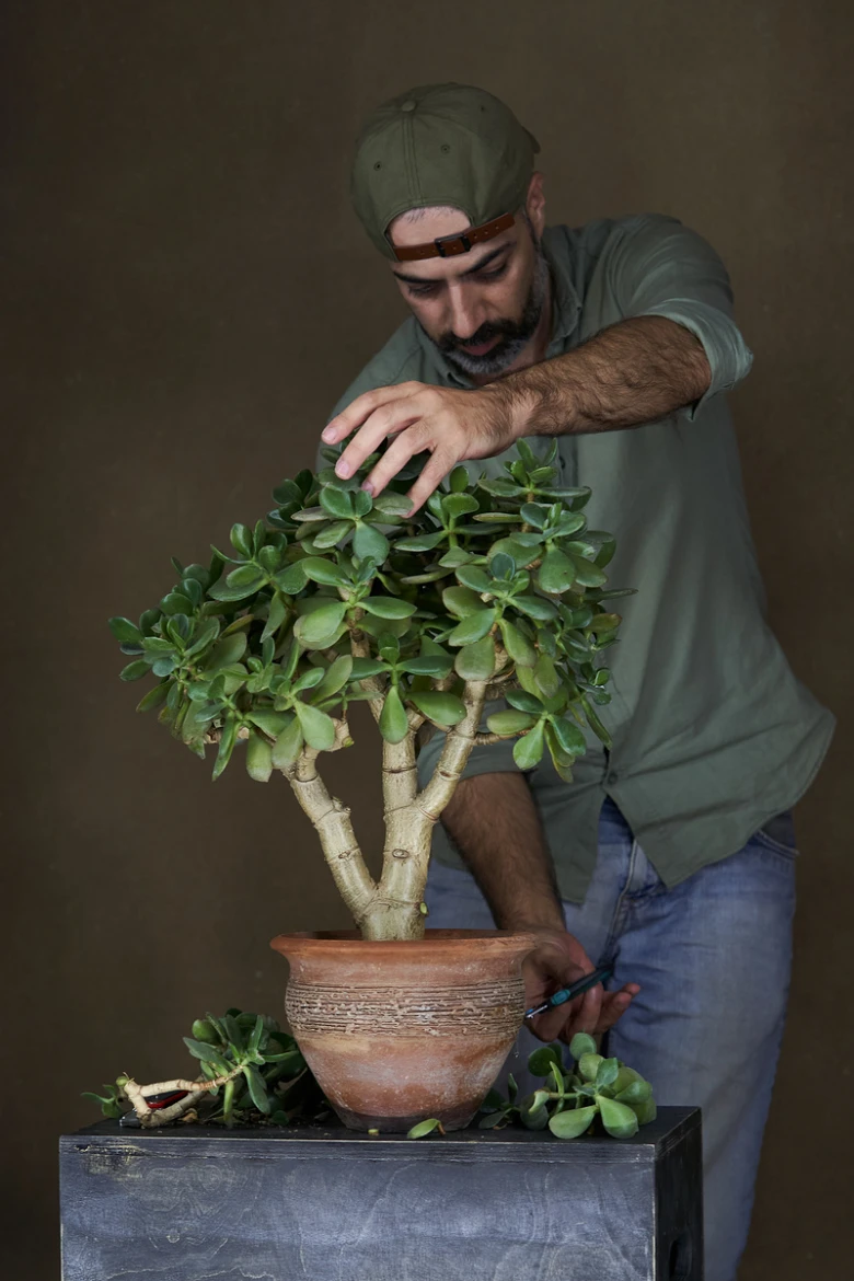 Muž tvaruje tlustici jako bonsai v domácí zahradě.